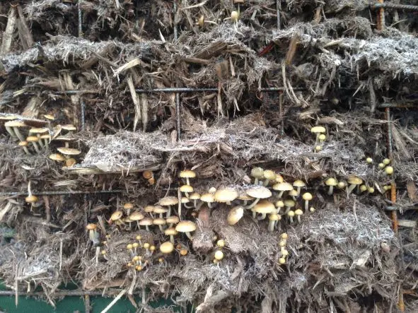 Paddenstoelen groeiend op de compostwand van de biomeiler
